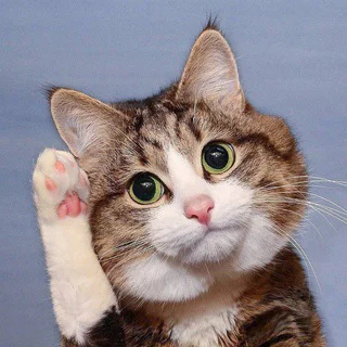 RexieCatX_Bot - Group with 12046 groups in Common