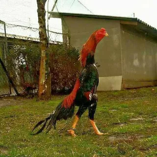 Vodiy Xorozlari - Group with 1122 groups in Common