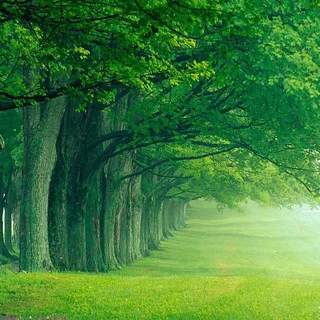 නිදහස් අරණ 🍃🍃ᴄʜᴀᴛ - Group with 148 groups in Dating/Flirting/Chatting