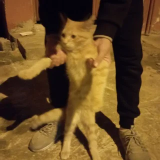 PARLAMENT HACK - Group with 11 groups in Gaming/Apps