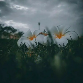 නිදහස් නවාතැන 🥺🥀 - Channel with 210 channels in Travel/Local/Place