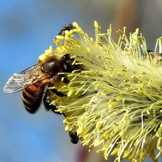 Ciekawostki - Channel with 125 channels in Common