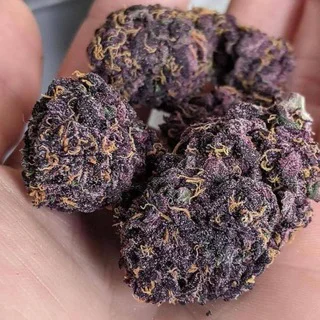 Handle - Bot with 0 bots in Travel/Local/Place