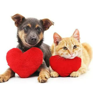 HOSUR pets and products - Group with 489 groups in Pets/Animals/Nature