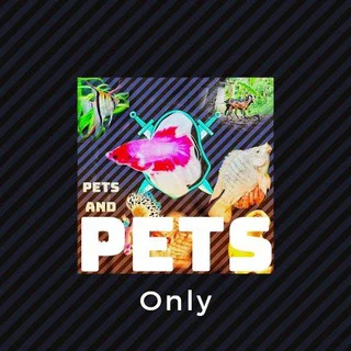 Pets and Pets Only🐈🦙🐑🐐🐏🐤🐥🐣🐓🐔🦢🐟🐬🐋🐳🐚🐠 - Channel with 382 channels in Pets/Animals/Nature