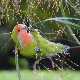 🦜🦜🦜🐦TRIVANDRUM PETS BAZAAR🐦🦜🦜🦜 - Group with 309 groups in Pets/Animals/Nature