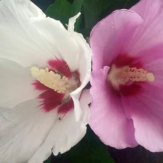 ❤️❤️ LOVE & MARRIAGE ❤️❤️ - Group with 34857 groups in Dating/Flirting/Chatting